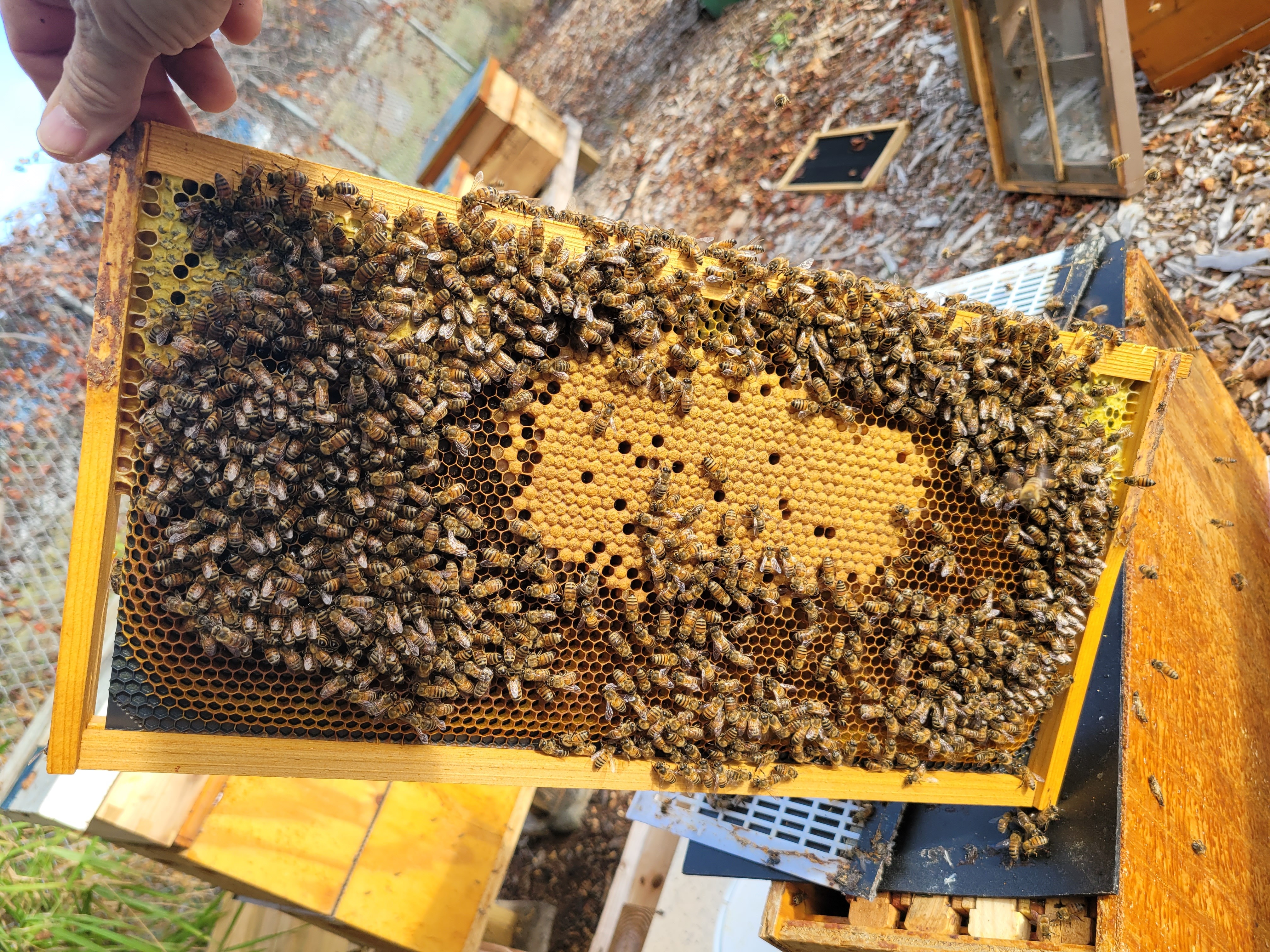A frame covered in bees with brood and honeycomb