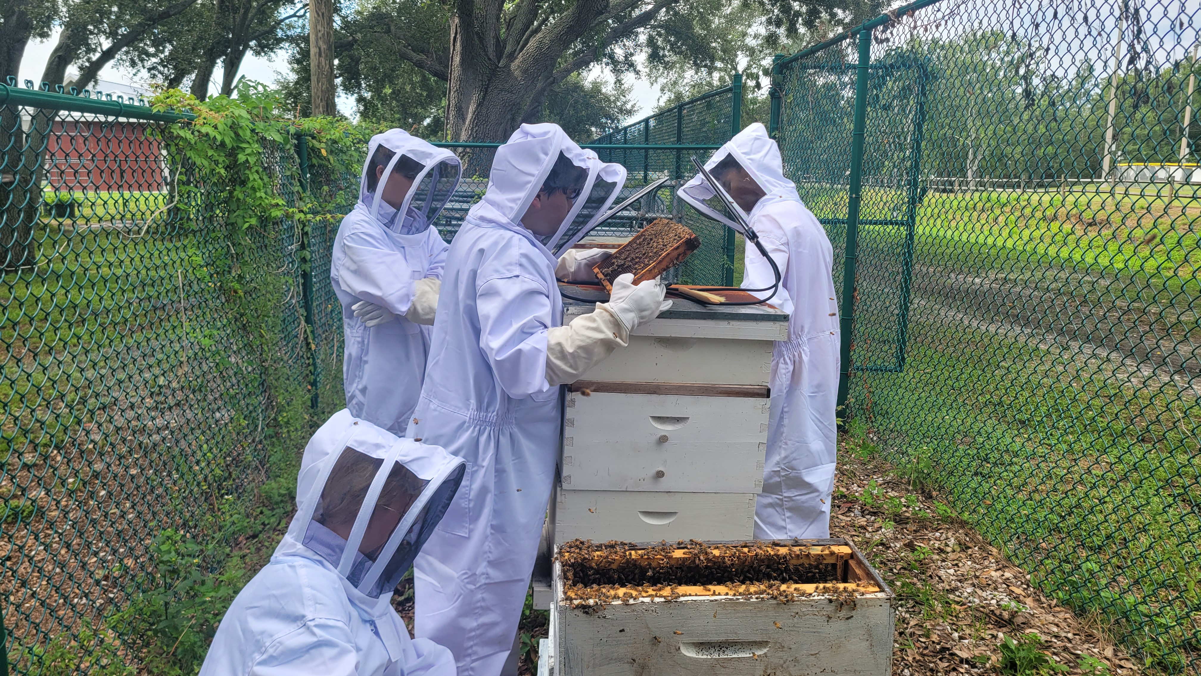 Beekeepers in full suits inspecting a live hive together