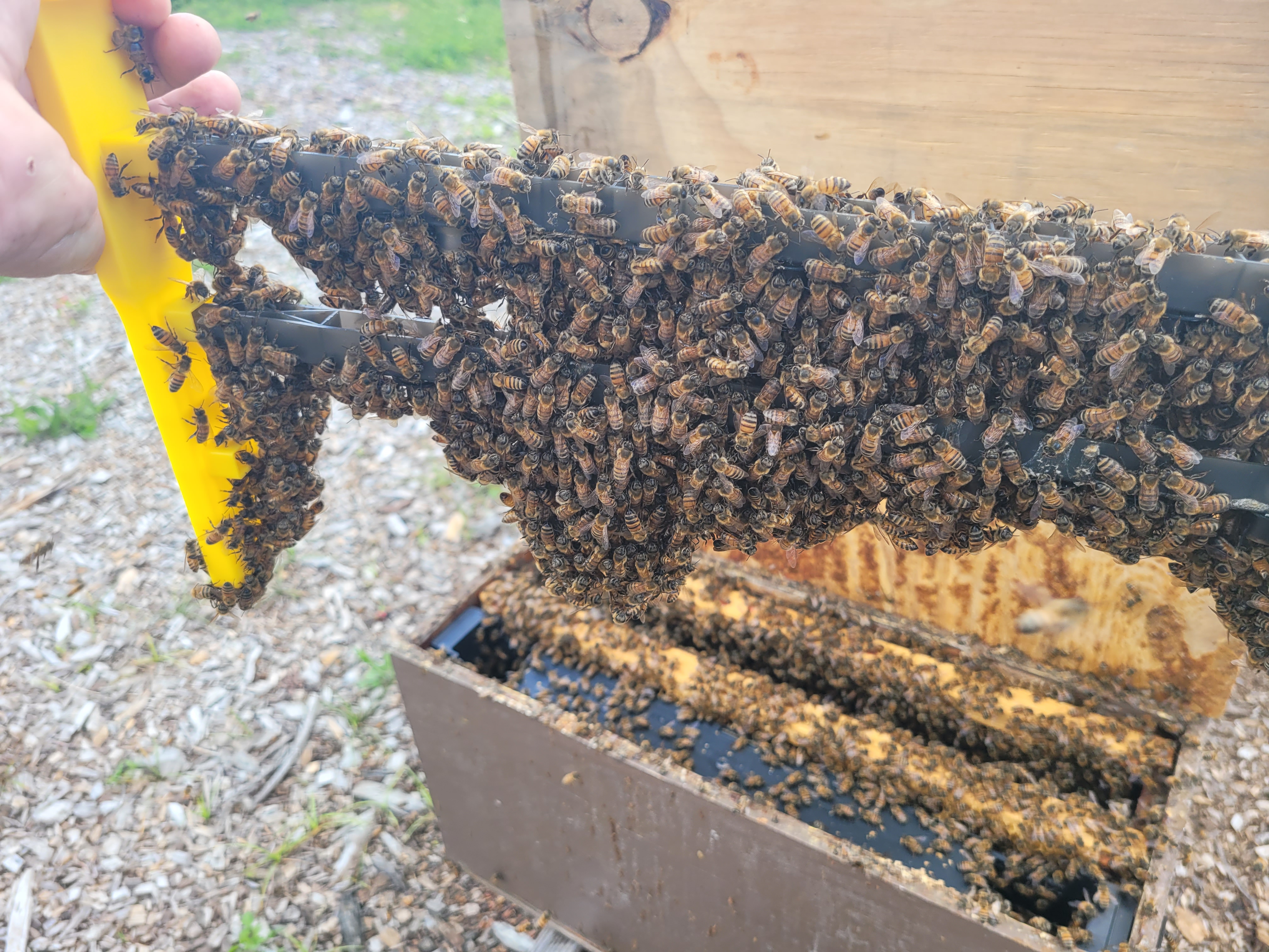 A frame completely covered in thousands of bees